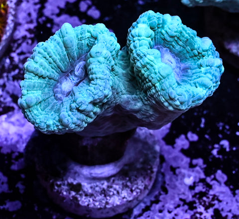 Teal Candy Cane