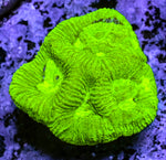 Highlighter Goniastrea