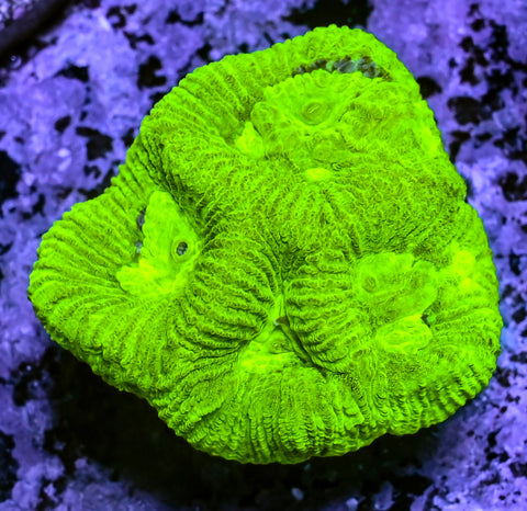 Highlighter Goniastrea