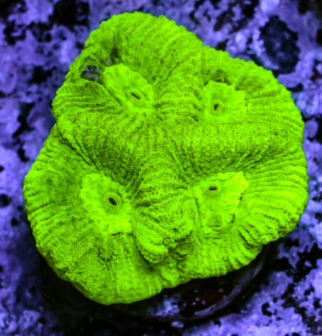 Highlighter Goniastrea