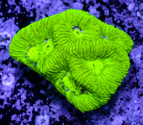 Highlighter Goniastrea