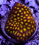 JF Spitfire Leptastrea