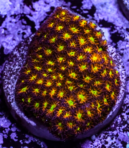 JF Spitfire Leptastrea