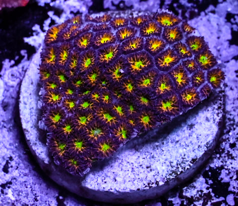 JF Spitfire Leptastrea
