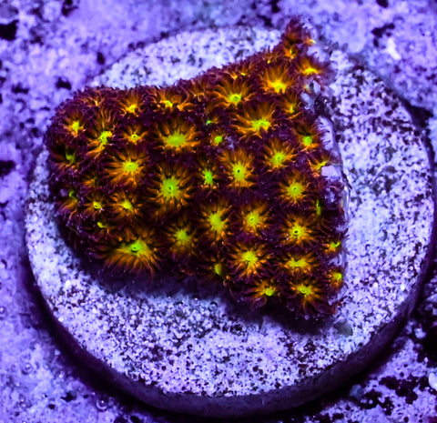 JF Spitfire Leptastrea