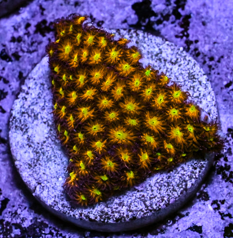 JF Spitfire Leptastrea
