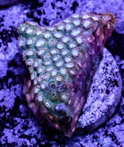 Captain America Cyphastrea
