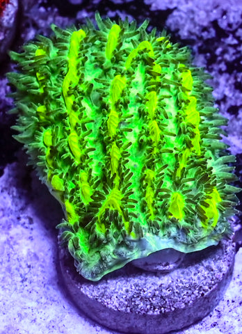 JF Lime Light Hydnophora