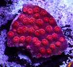 Tyree Red Brick Cyphastrea
