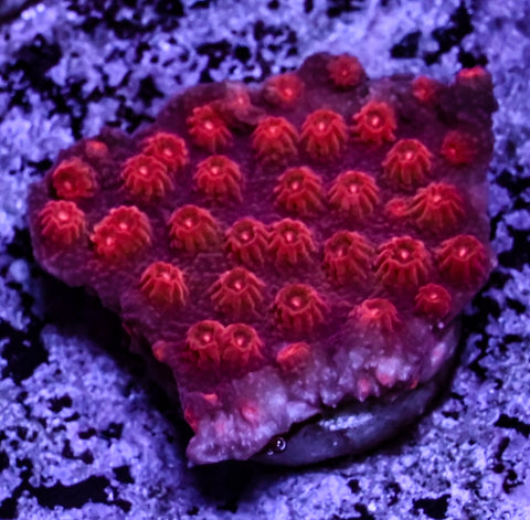 Tyree Red Brick Cyphastrea