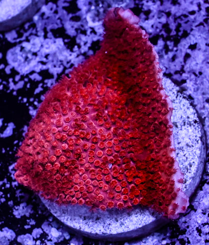 Cherry Stylo