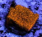 Orange Litho