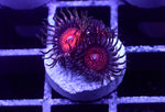 Night Crawlers Zoa 3 Polyp