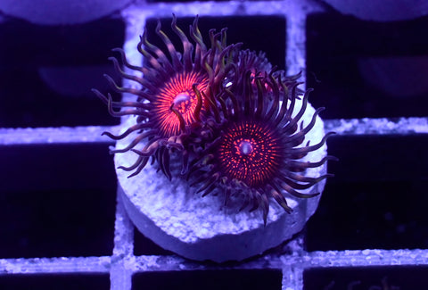 Night Crawlers Zoa 3 Polyp