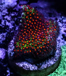JF Sunset Stylocoeniella