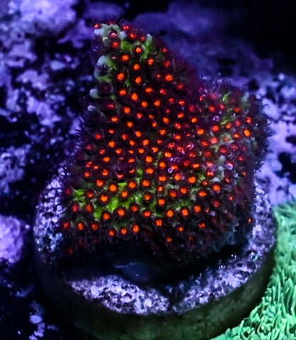 JF Sunset Stylocoeniella