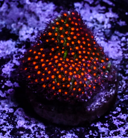 JF Sunset Stylocoeniella