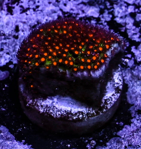 JF Sunset Stylocoeniella