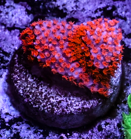 Superman Montipora