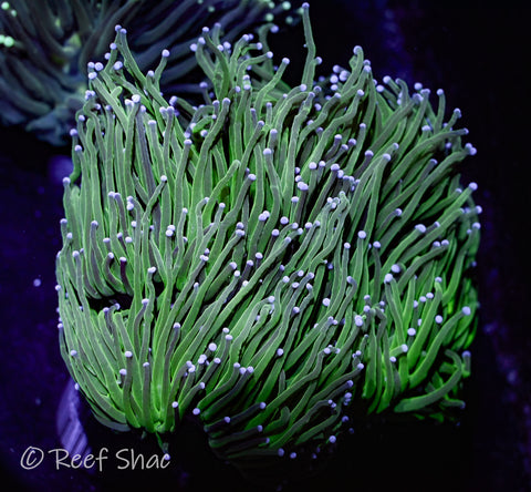 Green Torch Colony 6+ Polyp