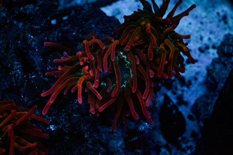 Rainbow Bubble Tip Anemone