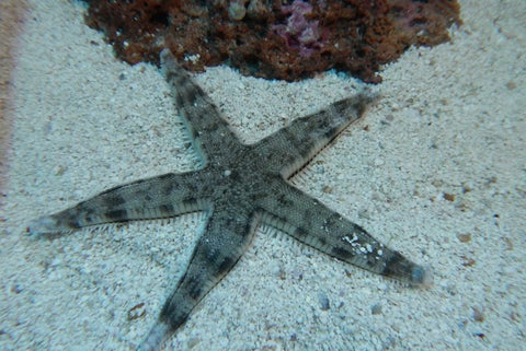 Sand Sifting Starfish