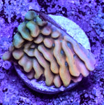 JF Beach Bum Montipora