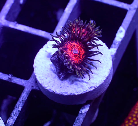 Night Crawlers Zoa 2 Polyp