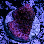 Maroon Cyphastrea