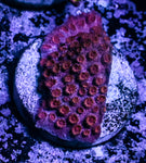 Maroon Cyphastrea
