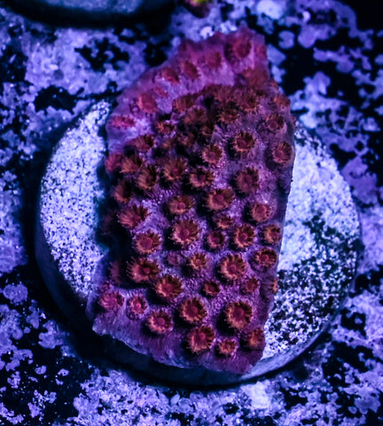 Maroon Cyphastrea