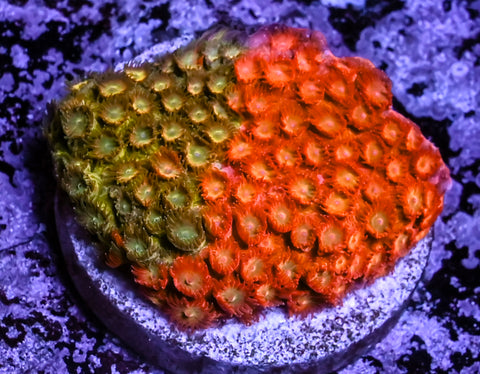 Circuit Breaker Cyphastrea*