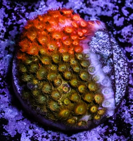 Circuit Breaker Cyphastrea*