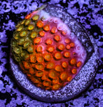 Circuit Breaker Cyphastrea