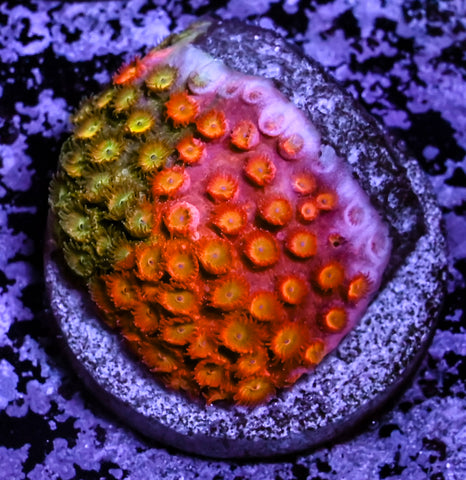 Circuit Breaker Cyphastrea
