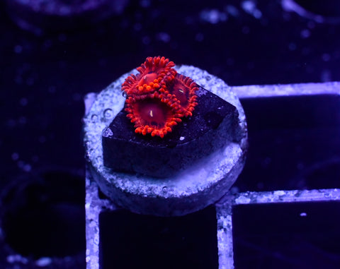 VDM Zoa 3 Polyp