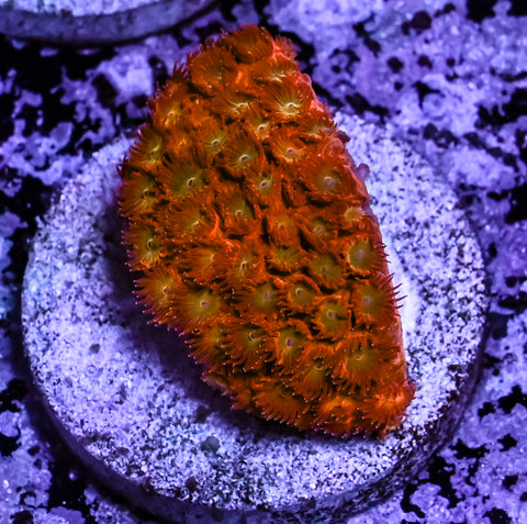 Coppertone Cyphastrea