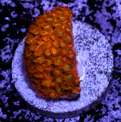 Coppertone Cyphastrea