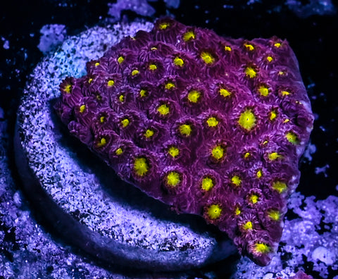 Bling Bling Cyphastrea