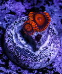 Orange Oxide Zoa