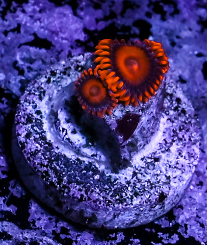 Orange Oxide Zoa