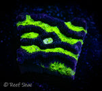 Neon Green Maze Brain