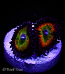 Candy Apple Red Zoa 2 Polyp