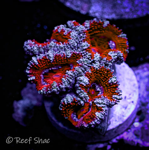 Red and White Acan 5+ Polyp