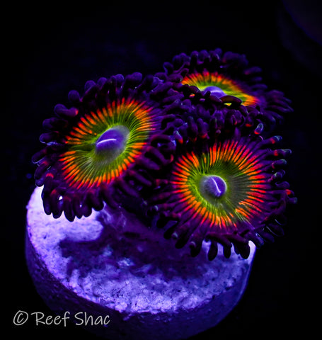Candy Apple Red Zoa 3 Polyp