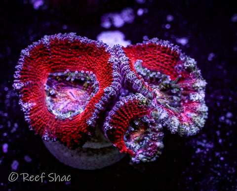 Red and Blue Acan 3 Polyp