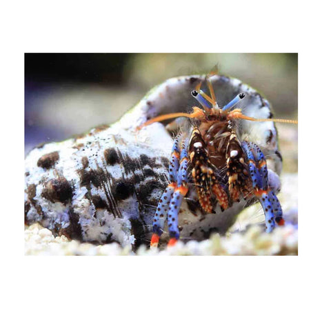 Blue Leg Hermit Crab