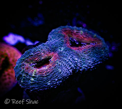 Blue and Red Lobo 2 Polyp