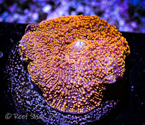 Aussie Interstellar Mushroom