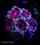 Green and Red Acan Lord 6+ Polyp